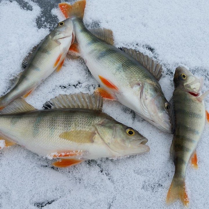 Pêche aux petits poissons des chenaux